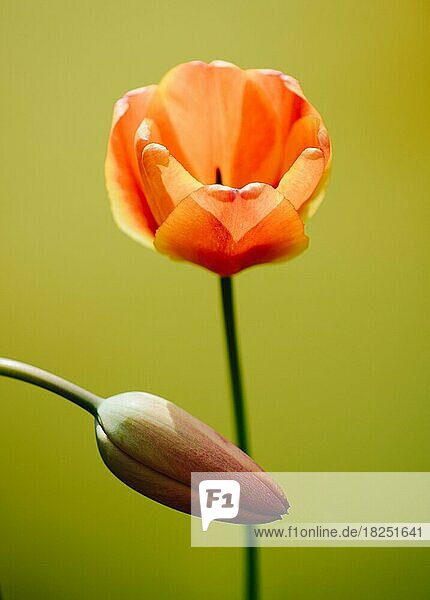 Bunte Tulpe Blüte mit einem bunten Hintergrund
