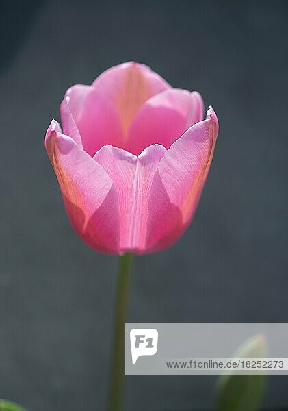 Bunte Tulpenblüte mit buntem Hintergrund