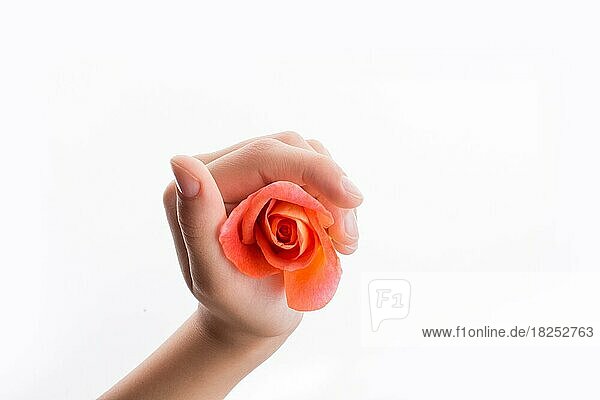 Hand hält eine orangefarbene Rose auf weißem Hintergrund
