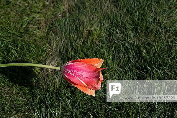Frische Tulpe von orange Farbe in der Natur im Frühling Zeit