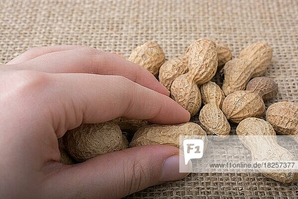 Erdnüsse in der Hand und auf einem Leinenhintergrund
