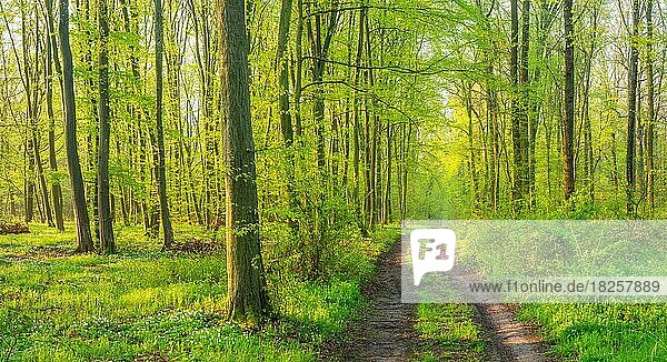 Panorama  hiking trail through near-natural deciduous forest of oaks and beeches in early spring  fresh greenery  Burgenlandkreis  Saxony-Anhalt  Germany  Europe
