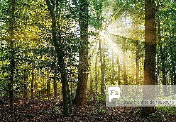 Sonne strahlt durch naturnahen Buchenwald mit Morgennebel  Burgenlandkreis  Sachsen-Anhalt  Deutschland  Europa