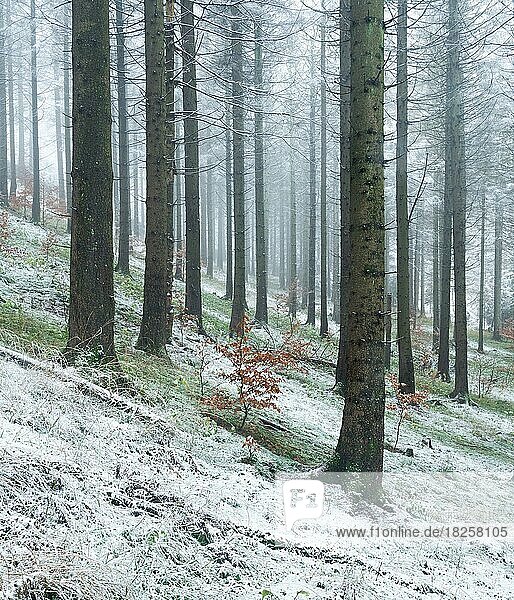 Fichtenwald im Spätherbst  ester Schnee und Nebel  Harz  Niedersachsen  Deutschland  Europa