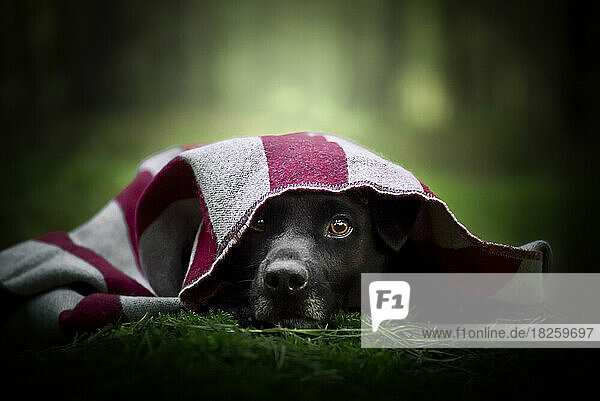 Patterdale terrier portrait. A dog lying in the forest.