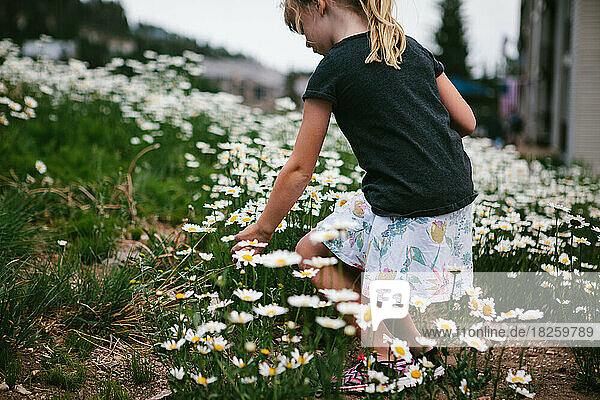 Girl picks daisy in floral skirt in flower field with grass