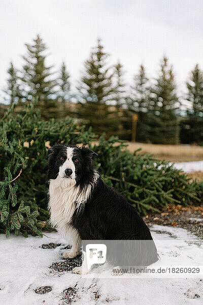 border collie dog sitting in front of freshly cut christmas tree
