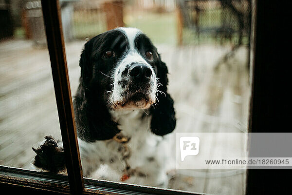 Single black and white English Springer Spaniel looking in window.