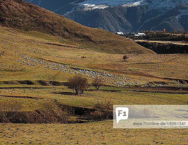 Flock of sheeps in a mountain valley