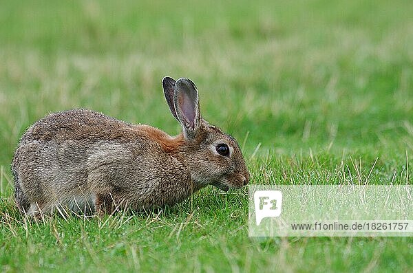 Nahaufnahme  Wildkaninchen (Oryctolagus cuniculus)  Gras  ein Kaninchen frisst Gras auf der Rasenfläche
