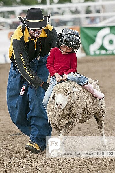 Mutton busting event  children riding sheep  Strathmore Heritage Days  rodeo  Strathmore  Alberta  Canada  North America