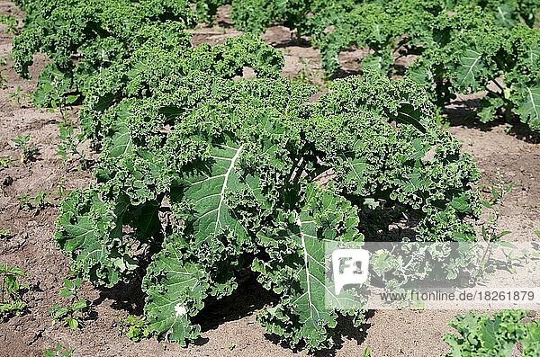 Nahaufnahme  Grünkohl (Brassica oleracea var. sabellica)  Feld  draußen  Anbau  frischer Grünkohl auf dem Feld  Deutschland  Europa