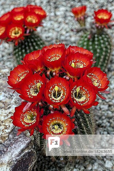 Magnificent Scarlet Cactus (Cereus)  in Bloom (Tricocereus)