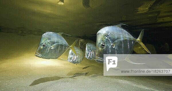 Bodengucker (Selene vomer) Fisch