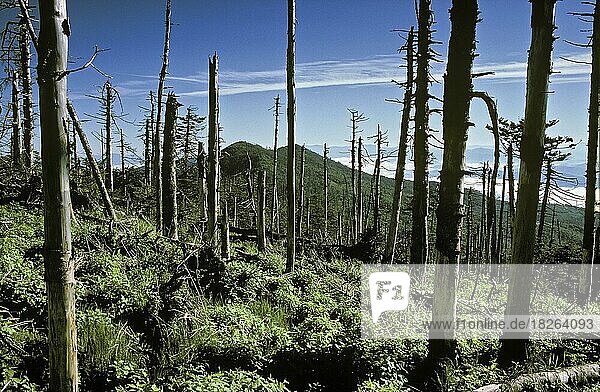 Schäden durch sauren Regen  Waldsterben  Mt. Mitchell  NC  USA  Nordamerika