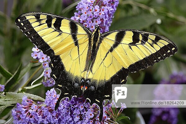 Tigerschwalbenschwanz Schmetterling Papilio glaucus