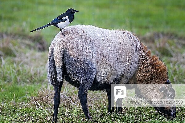 Elster (Pica pica) auf einem Schaf sitzend  Schafweide  Wiesen der Elbaue  Mittelelbe  Sachen-Anhalt  Deutschland  Europa