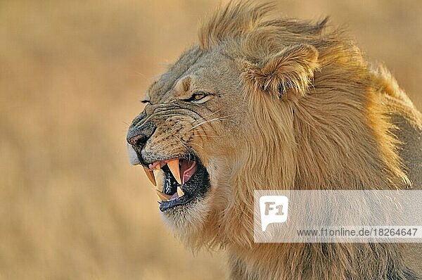 Nahaufnahme eines männlichen afrikanischen Löwe (Panthera leo)  der die Flehmen-Reaktion zeigt  Kalahari-Wüste  Kgalagadi Transfrontier Park  Südafrika