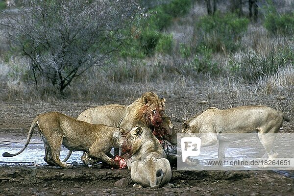 Ein Rudel afrikanischer Löwen (Panthera leo) verschlingt ein Steppenzebra (Equus quagga) am Wasserloch  Krüger-Nationalpark  Südafrika