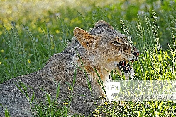 Junger männlicher afrikanischer Löwe (Panthera leo)  der die Flehmen-Reaktion zeigt  in der Kalahari-Wüste  Kgalagadi Transfrontier Park  Nordkap  Südafrika