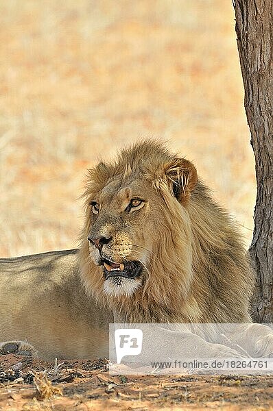 Männlicher afrikanischer Löwe (Panthera leo) beim Ausruhen im Schatten eines Baumes in der Kalahari-Wüste Kgalagadi Transfrontier Park Südafrika