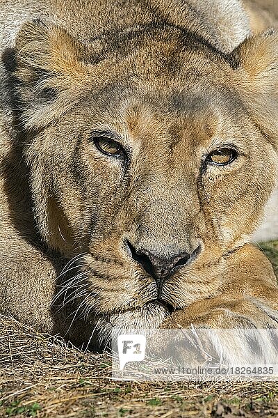Asiatischer Löwe (Panthera leo persica)  Gir-Löwe Nahaufnahme einer ruhenden Löwin  weiblich  Vorkommen in Indien