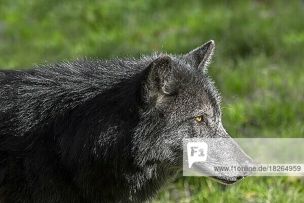 Schwarzer Nordwestwolf  Mackenzie-Wolf (Canis lupus occidentalis)  Alaskanischer Timberwolf  Kanadischer Timberwolf  größte Unterart des Grauen Wolfs
