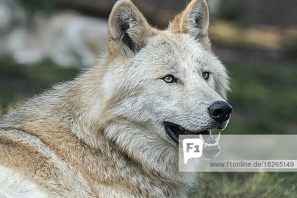 Nordwestlicher Wolf  Mackenzie-Wolf (Canis lupus occidentalis) Unterart des im westlichen Nordamerika  Kanada und Alaska beheimateten Grauwolfs