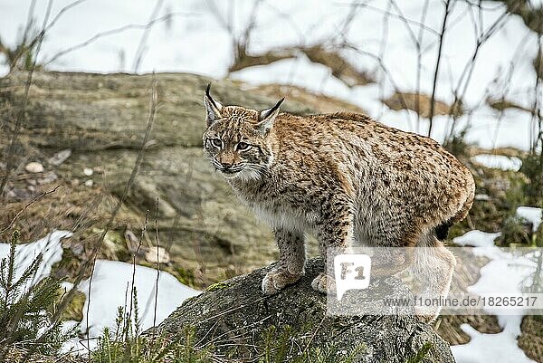 Europäischer Luchs (Lynx lynx) bei der Jagd in der Taiga im Schnee im Winter  Frühling