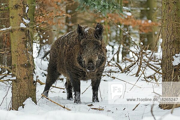 Solitary wild boar (Sus scrofa) male foraging in forest in the snow in winter
