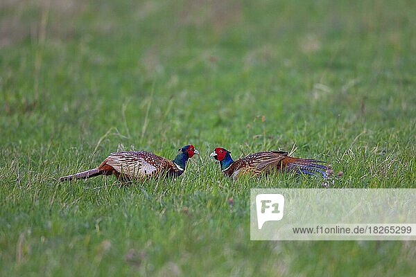Jagdfasan (Phasianus colchicus) beim Kampf im Feld Deutschland Europa