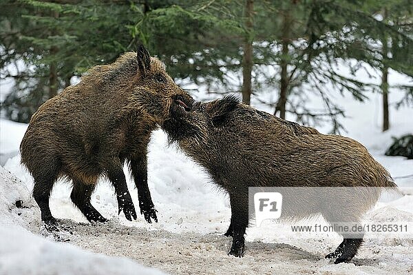 Zwei aggressive Wildschweine (Sus scrofa) kämpfen im Winter im Schnee  Nationalpark Bayerischer Wald  Deutschland  Europa