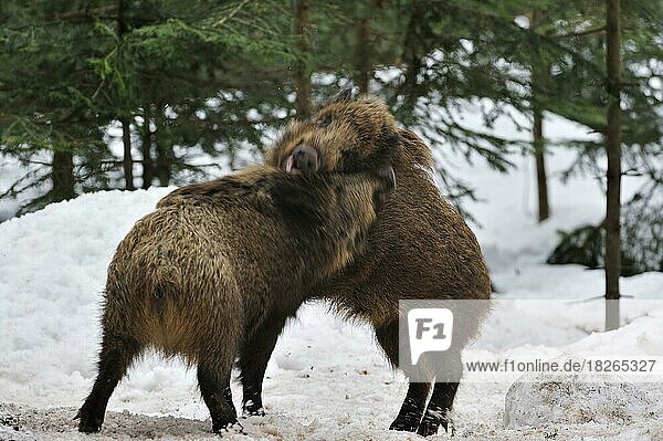 Zwei aggressive Wildschweine (Sus scrofa) kämpfen im Winter im Schnee  Nationalpark Bayerischer Wald  Deutschland  Europa