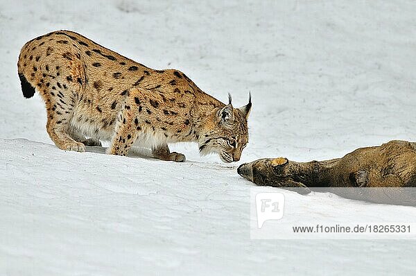 Europäischer Luchs (Lynx lynx) mit erlegtem Reh im Schnee im Winter  Bayerischer Wald  Deutschland  Europa