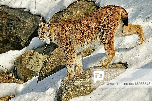 Europäischer Luchs (Lynx lynx) im Schnee im Winter  Bayerischer Wald  Deutschland  Europa