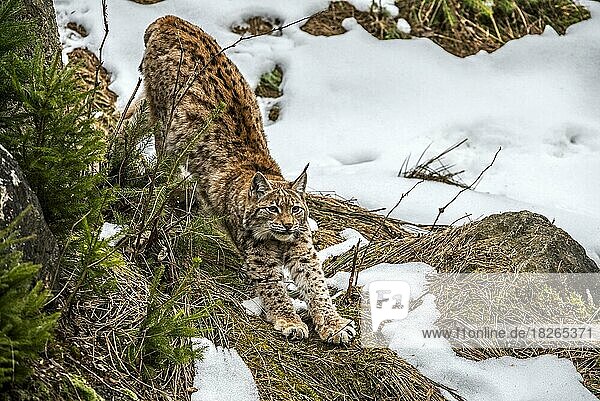 Europäischer Luchs (Lynx lynx) beim Ausstrecken der Gliedmaßen in der Taiga im Schnee im Winter  Frühling