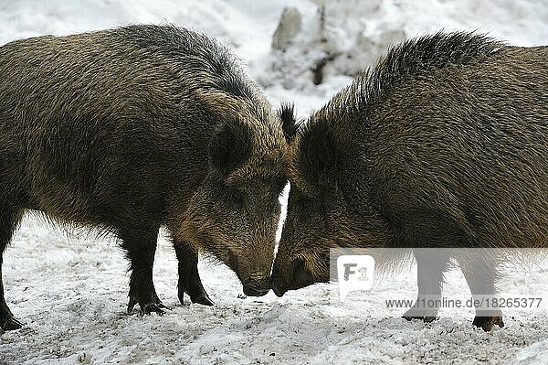 Zwei aggressive Wildschweine (Sus scrofa) im Schnee im Winter  Nase an Nase stehend vor dem Kampf  Nationalpark Bayerischer Wald  Deutschland  Europa