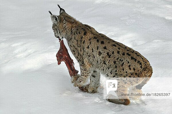 Europäischer Luchs (Lynx lynx)  der im Winter im Schnee Fleisch zum Fressen zerreißt  Nationalpark Bayerischer Wald  Deutschland  Europa