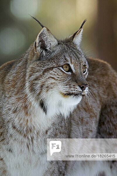 Nahaufnahme des Eurasischen Luchses (Lynx lynx) im Schnee im Winter