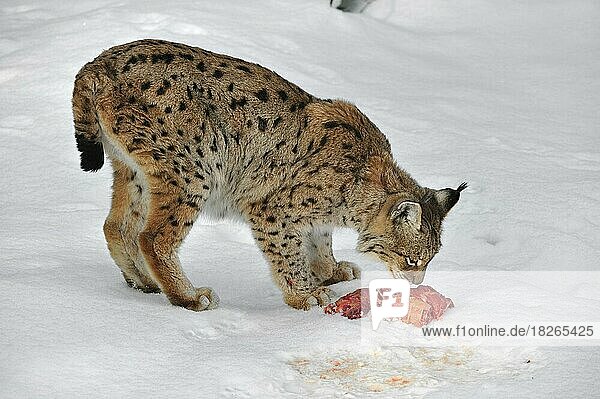 Europäischer Luchs (Lynx lynx) beim Beschnuppern von Fleisch vor dem Fressen im Schnee im Winter  Nationalpark Bayerischer Wald  Deutschland  Europa