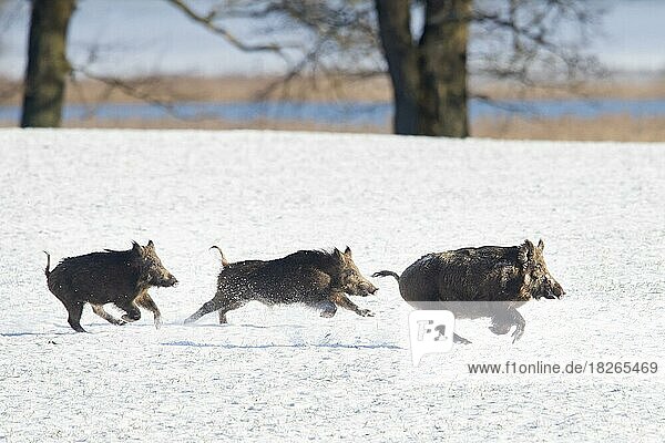 Wildschwein (Sus scrofa) mit zwei jungen Schweinen auf der Flucht  die über ein verschneites Feld im Winter laufen