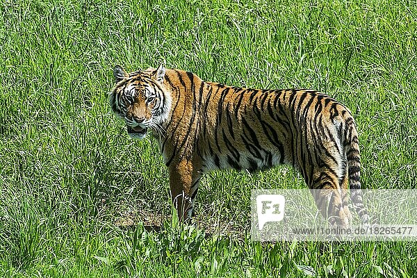Königstiger (Panthera tigris tigris)  beheimatet in Indien  Bangladesch  Nepal und Bhutan  im Grasland  Naturpark Cabarceno  Penagos  Kantabrien  Spanien  Asien