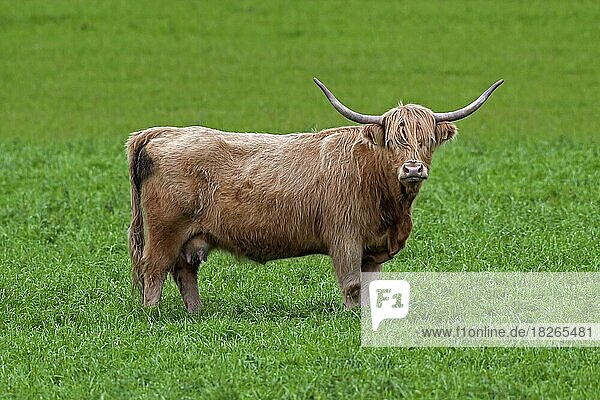 Rotes Hochlandrind (Bos taurus) Kuh auf der Weide