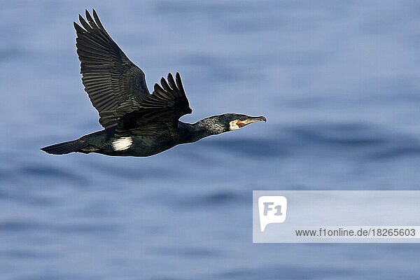Großer Kormoran (Phalacrocorax carbo)  großer schwarzer Kormoran beim Flug über das Meer im Winter