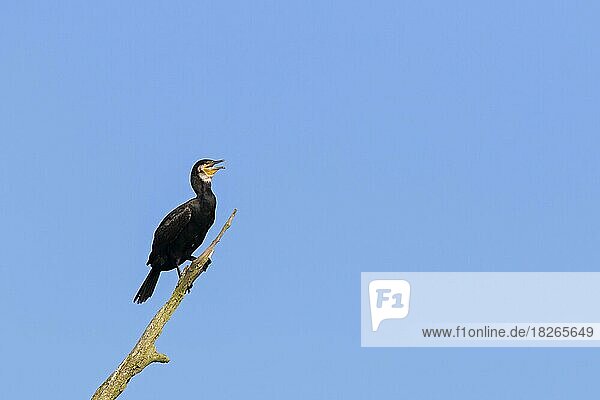 Great cormorant  great black cormorant (Phalacrocorax carbo) calling from dead tree in summer