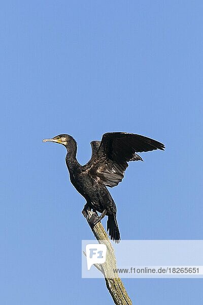 Great cormorant  great black cormorant (Phalacrocorax carbo) perched in dead tree and flapping wings in summer
