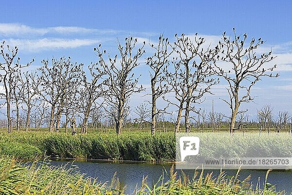 Kormoran (Phalacrocorax carbo) im Sommer in toten Bäumen  Naturschutzgebiet Anklamer Stadtbruch  Mecklenburg-Vorpommern  Deutschland  Europa