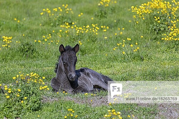 Hauspferd (Equus ferus caballus) (Equus Scandinavicus)  Fohlen auf einer Sommerwiese ruhend  Island  Europa