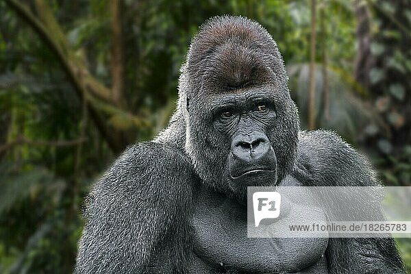 Western lowland gorilla (Gorilla gorilla gorilla) male silverback native to tropical rain forest in Central Africa