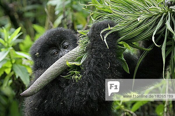 Nahaufnahme eines jugendlichen Berggorillas (Gorilla gorilla beringei) beim Fressen  Mitglied der Susa-Gruppe  Parc National des Volcans  Volcanoes National Park  Ruanda  Zentralafrika  Afrika